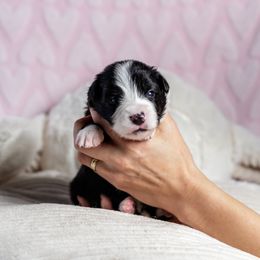 Border Collie Puppies from Overdrive Border Collies