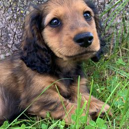 Dachshund Puppies from Hidden Haven Dachshunds