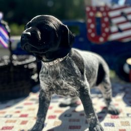German Shorthaired Pointer Puppies from MaggieMae Andersen