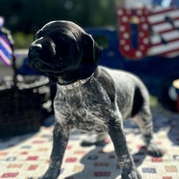 German Shorthaired Pointer Puppies from MaggieMae Andersen