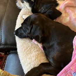 Dachshund Puppies from Army of Dachshunds