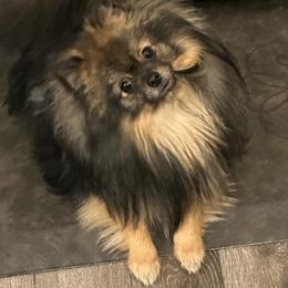 Pomeranian Puppies from Lori’s Precious Poms