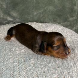 Shaded Red Male - Red male Dachshund puppy in Santa Rosa, California from Signature Mini Dachshunds