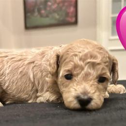 Gigi - Cream female Poodle puppy in Mineral Wells, Texas from S.H.A.R.P.’s Toy Poodles