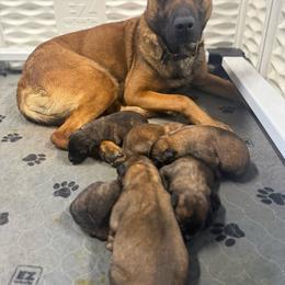 O Male 2 - Black brindle male Dutch Shepherd puppy in Alum Creek, West Virginia from Stay Wild K9