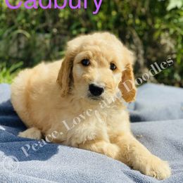 Goldendoodle and Labradoodle Puppies from Peace, Love, and Doodles