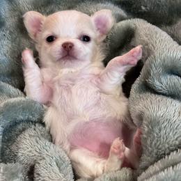 Winter - White female Chihuahua puppy in Colorado from American Dream Chihuahua’s