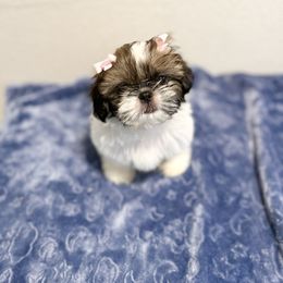 Shih Tzu Puppies from NC Stellar Puppies