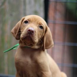 Alien - Golden rust male Vizsla puppy in Bloomington, Indiana from Envizion