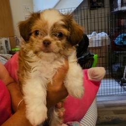 SC Emilio - Sable and white male Shih Tzu puppy in Meridian, Oklahoma from Crazy Love Kennels