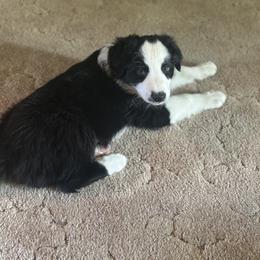 English Shepherd Puppies from Organic Heritage English Shepherds