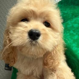 Wendy B1 - Buff male Cockapoo puppy in Haines City, Florida from Camic Cockapoos