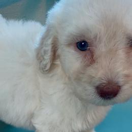 Miss Marvel - Cream female Goldendoodle puppy in Pensacola, Florida from Goldendoodles Love You in Pensacola Friend Edition