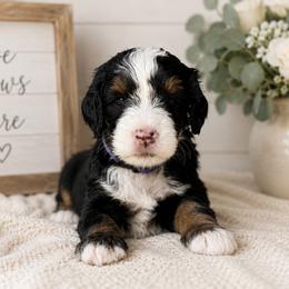 Gala - Tri-color female Bernedoodle puppy in Atwood, Oklahoma from Luxe Doodle Haven
