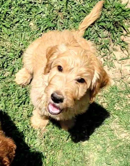 Waylon - Apricot Labradoodle puppy in Mckenzie, Tennessee from Small Town Doodles & Poodles