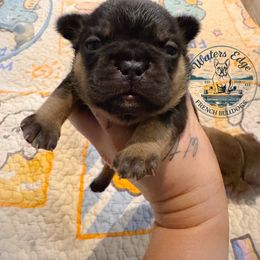 Chocolate chip - Black and tan female French Bulldog puppy in Strunk, Kentucky from Waters Edge French Bulldogs LLC