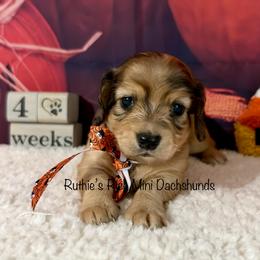 Cooper - Cream male Dachshund puppy in Lakeland, Florida from Ruthie’s Rich Mini Dachshunds