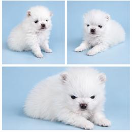 Snoopy - Cream male Pomeranian puppy in Middlefield, Ohio from Twice The Love Pomeranians