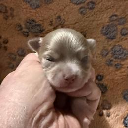 Chase (lavender) - Blue and white male Chihuahua puppy in Seneca, Missouri from Stephanie’s Puppy Colony