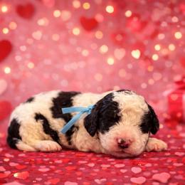 Blue collar - Black and white male Sheepadoodle puppy in Inman, South Carolina from Mossy Doodles LLC