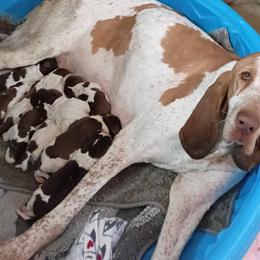 Girl B - White and chestnut female Bracco Italiano puppy in Albion, Michigan from Bracco Dynasty