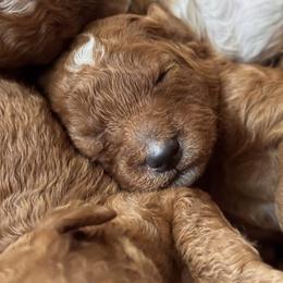 Goldendoodle Puppies from Nash Doodles