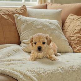 Blizzard - Red male Maltipoo puppy in St. George, Utah from Winchester Hills Poodles and Doodles