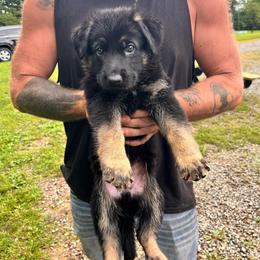 Orange collar - Black and tan male German Shepherd puppy in Rushsylvania, Ohio from Surgenor Shepherds!