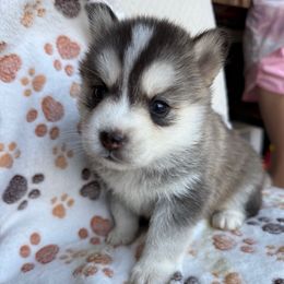Maple - Wolf sable female Pomsky puppy in Greenfield, Minnesota from SRF Pomskies