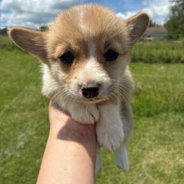 Jane - Red female Pembroke Welsh Corgi puppy in Delton, Michigan from CorGizmo