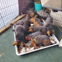 German Shepherd Puppies from vom Wenner Haus