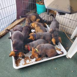 German Shepherd Puppies from vom Wenner Haus