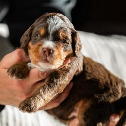 Fraser - Tri-color male Bernedoodle puppy in Cortez, Colorado from Sassy Pants Pups