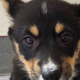 Pembroke Welsh Corgis from Zion's Michigan Acres