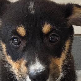 Pembroke Welsh Corgis from Zion's Michigan Acres