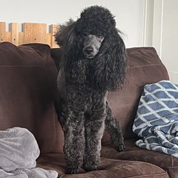 Holly - Poodle