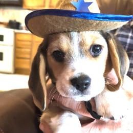 Rocky (Flint) - Black tan and white male Beagle puppy in Jerome, Missouri from Beam's Beagles