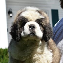 Saint Bernards from Covered Bridge Saint Bernards