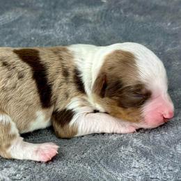 RMF9 - Red merle female Aussiedoodle puppy in Prague, Oklahoma from Classic K9’s  Aussies & Doodles