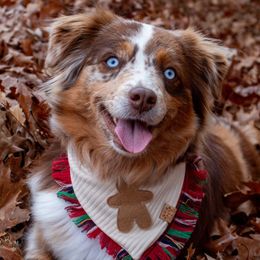 Wren - Toy Australian Shepherd