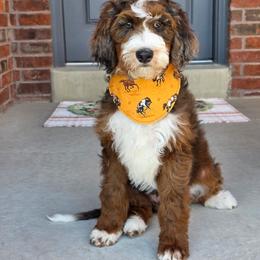 Pecan Pie - Sable male Bernedoodle puppy in Syracuse, Utah from Island View Poodles & Doodles