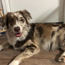 Hayley - Australian Shepherd