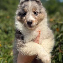 Blue Male - Blue merle white and tan male Shetland Sheepdog puppy in Middleburgh, New York from StoneyAcre