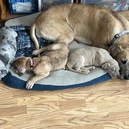 Great Dane Puppies from Split Rock Danes