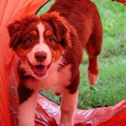 Australian Shepherd Puppies from Lovable Little Aussies