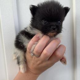 Girl 2 - Black parti female Pomeranian puppy in Jackson, Tennessee from Little House Pomeranians