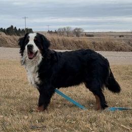 Pepper - Bernese Mountain Dog