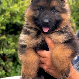 Female 1 - Black and red female German Shepherd puppy in Winchester, Kentucky from Drache Feld