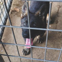 German Shepherd Puppies from Triple K Kennels