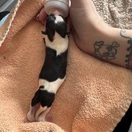Girl 4 - Sable female Chinese Crested puppy in Auburn, Kansas from TopBrass Kennels